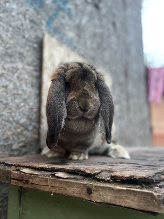 Femelă berbec german