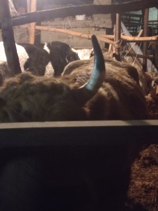 продам телку на мясо