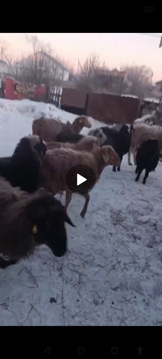 Продам баранов 11 голов