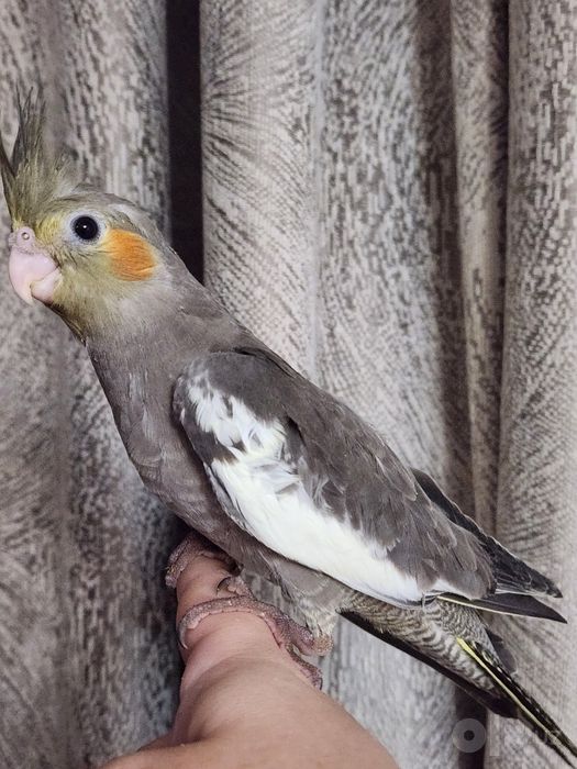 Продам ручных выкормышей корелл