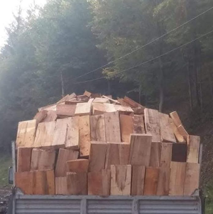 Vând bracuri de fag si butuci tăiați