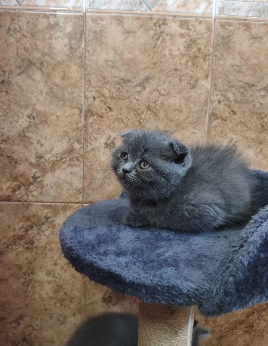 Британски котета
