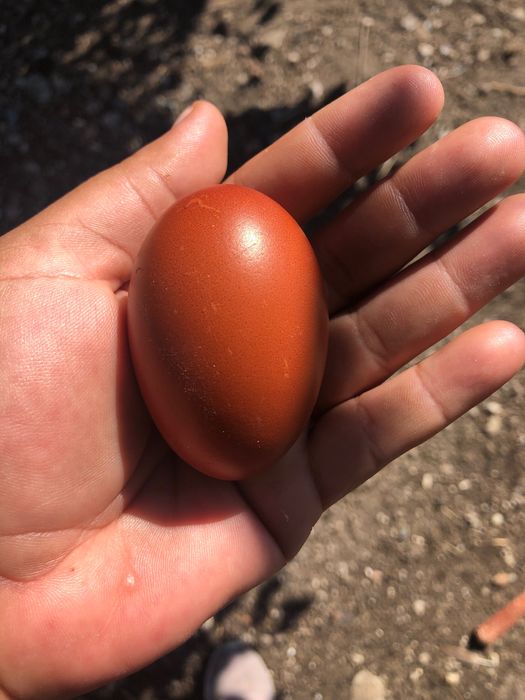 Oua si cocoși Marans