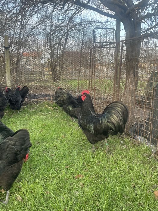 Pui gaini Australorp negru