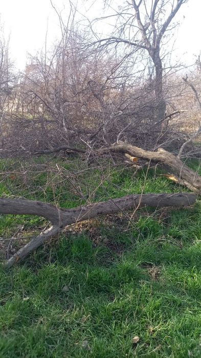 Urik daraxtini utini