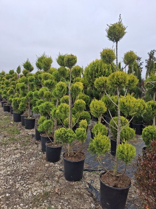 Stoc nou de plante ornamentale