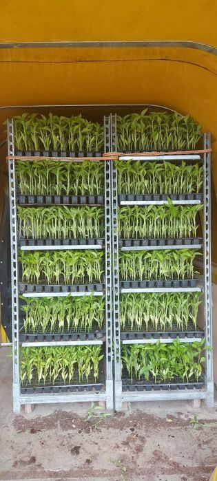 Rasaduri de legume la comanda, rosii, ardei, pepene altoit, varza