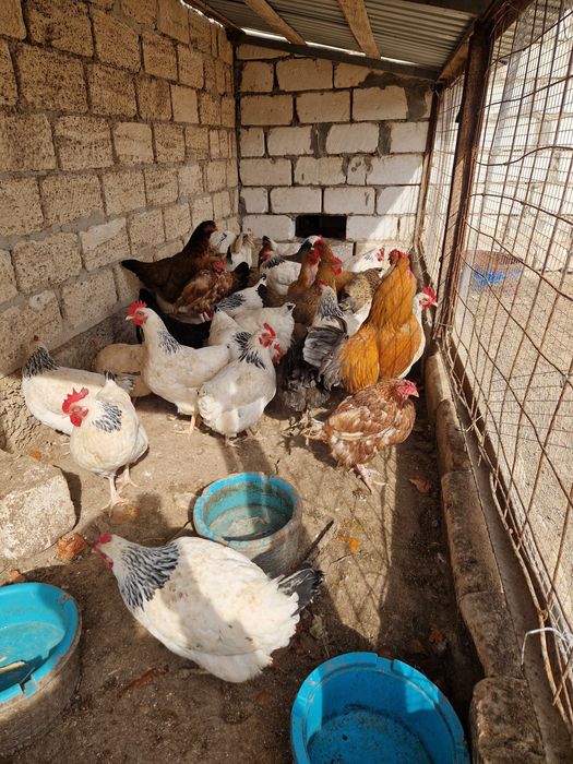 Тауық,әтеш сатылады