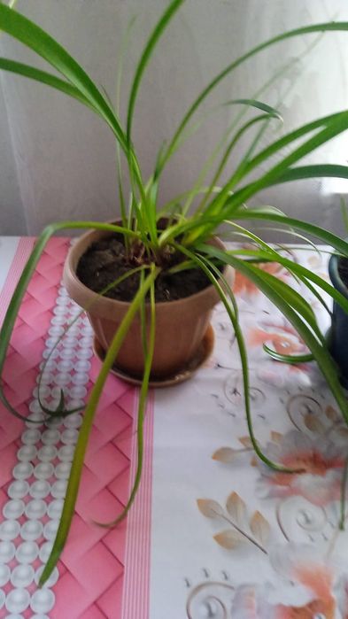 Продам комнатные цветы