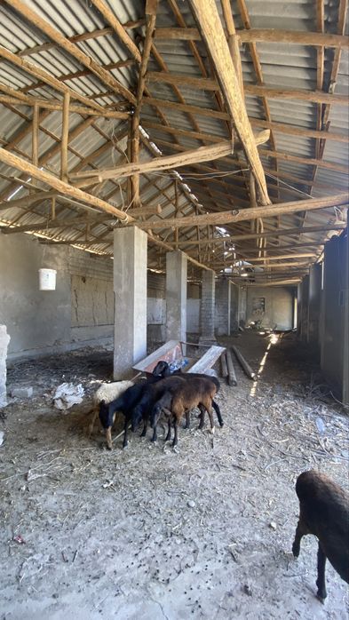 Yangiyolda uy sotiladi 11.50sotik