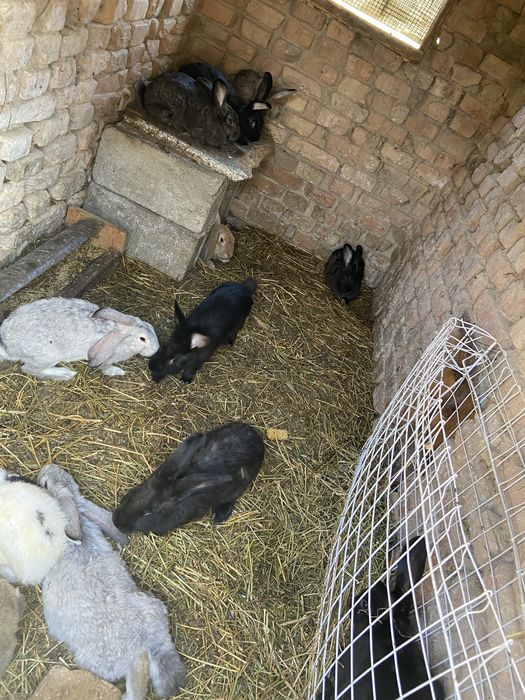 продам кроликов в большой количестве
