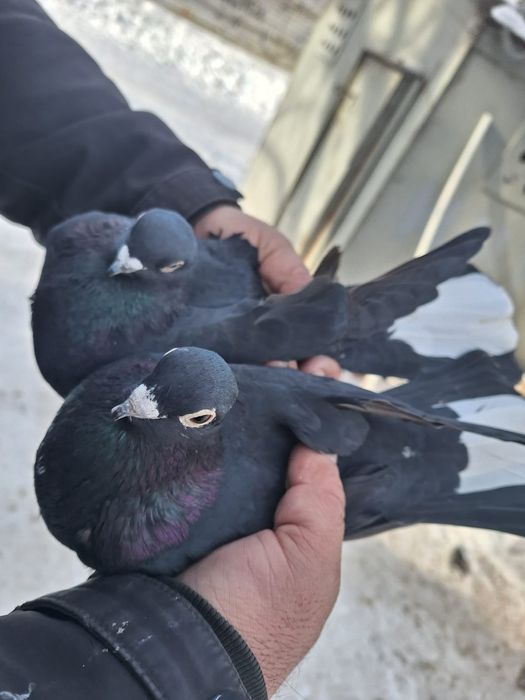 Голуби продаётся