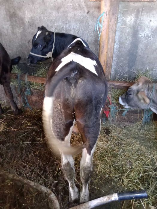 Vând doi viței și o vitea