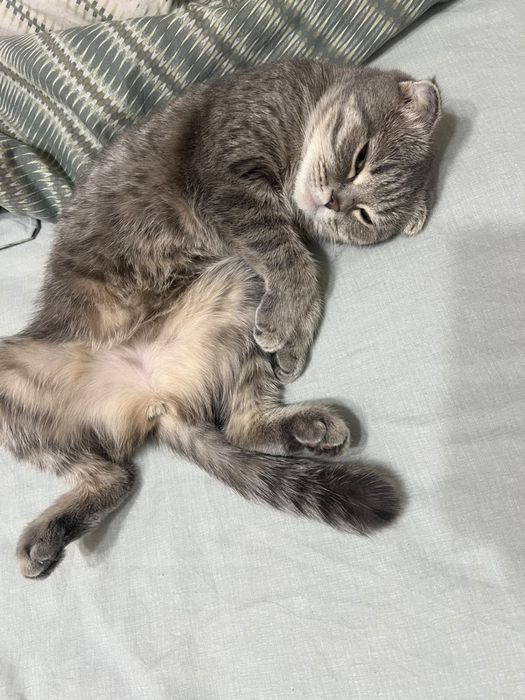 Отдам даром кошку
