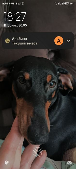 Собака такса ищем сучку на случку