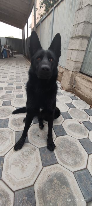 Вязка ВЕО кобель