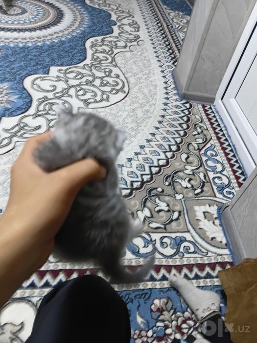 Котенок scotish strayt