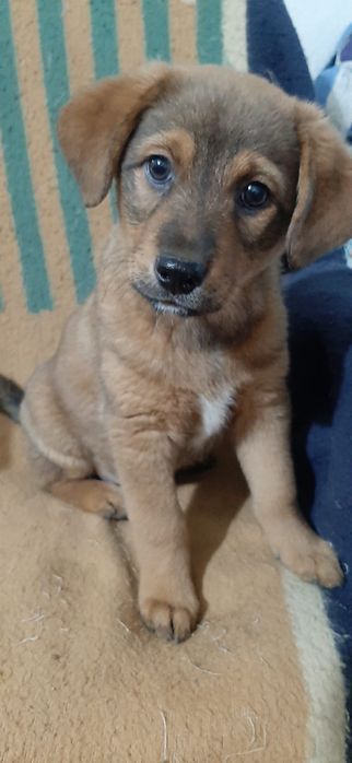 Отдам щенков в добрые руки.