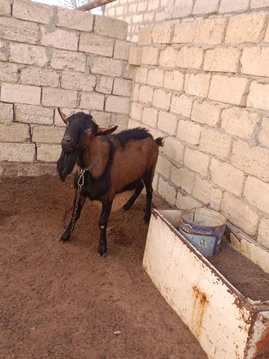 Асыл тұқымды Нуби сүтті ешкі сатылады