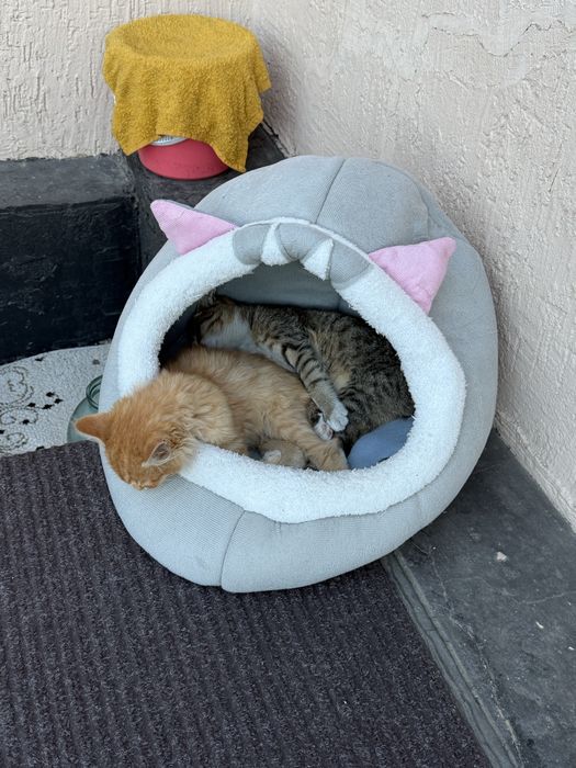 Котята мальчики 2.5 месяца