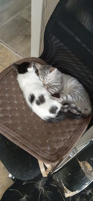 Котята ищут дом.