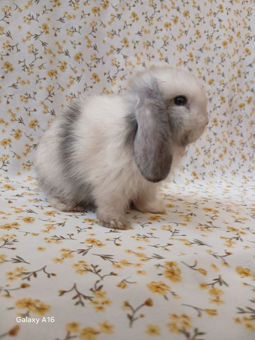 Карликивий  куйонлар ота онаси германя билан англя тоза куйонлар