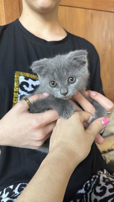 Милые котята шотладские вислоухие