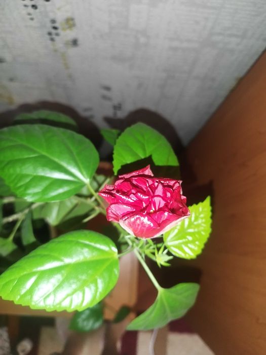 Гибискус махровый сортовой