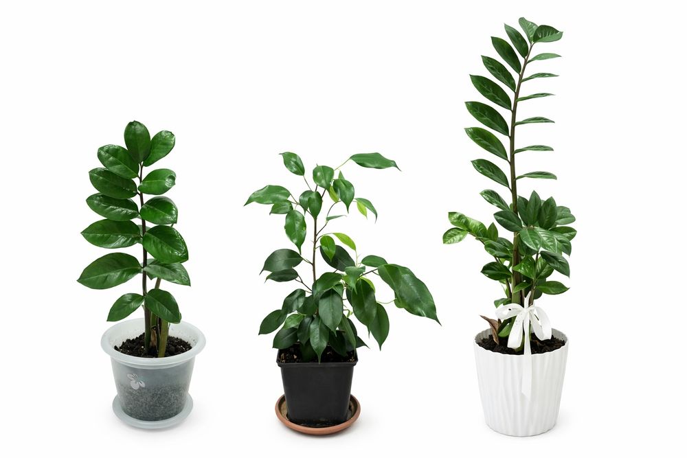 Комнатные растения