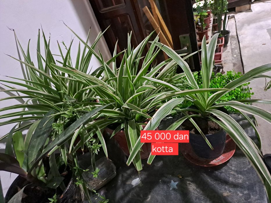 Honaki gullar sotila holati zoʻr