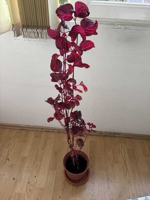 Floare ,, Frunzade sange'' inalta de 1,2 m.