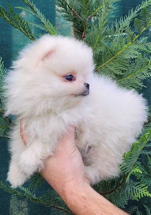 Померан-мини шпиц!!!