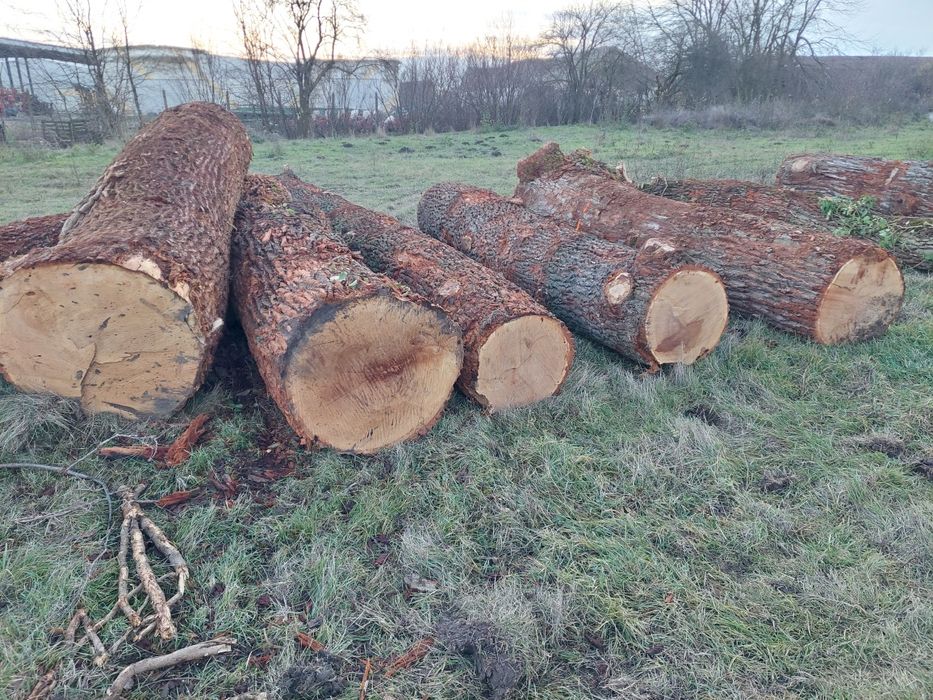 Vand bustean de Stejar