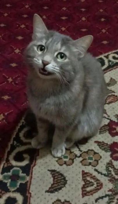 Ищем принца для нашей кошечки.