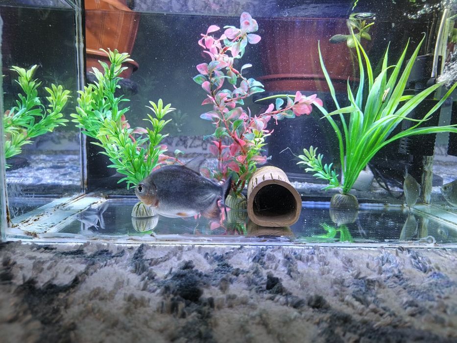 Pirania paku va dollar