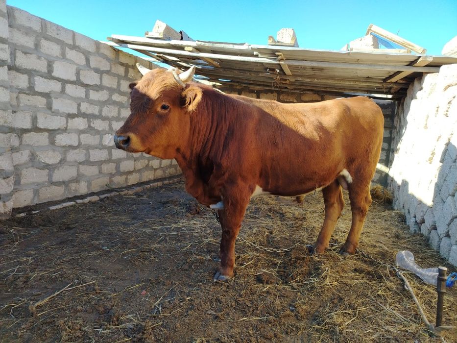 Жас бұқа 1,7 ай сатылады срочно