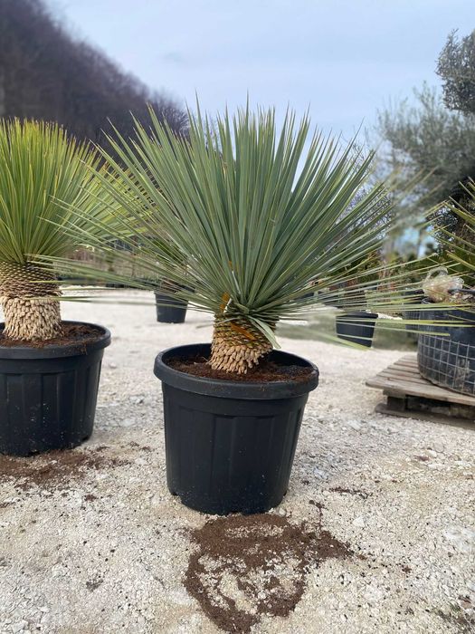 Plante Rezistente pentru Amenajări Durabile