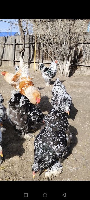 Яйцо Брамы Инкубационные.