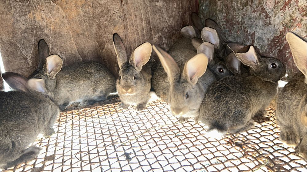 Disponibili pui Urias German