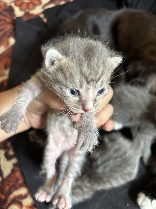 Бесплатные котята в добрые руки