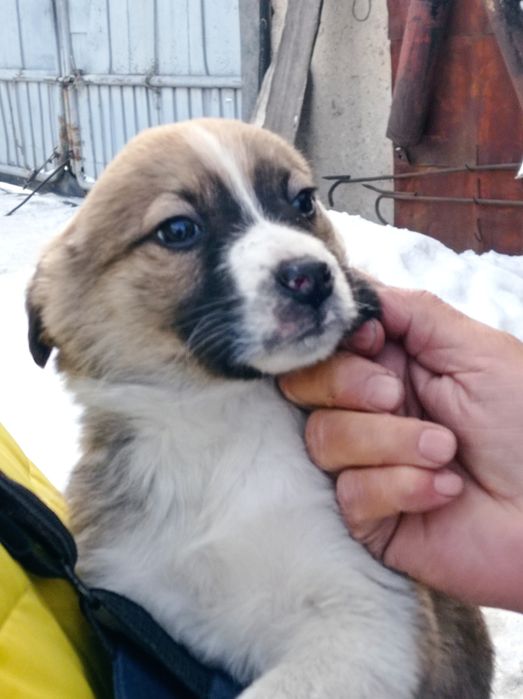 Щенки в добрые руки