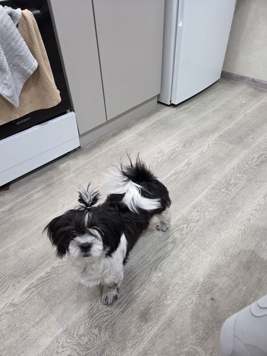 Ши-тцу девочка ищет жениха