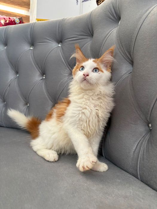 Pisicuta maine coon