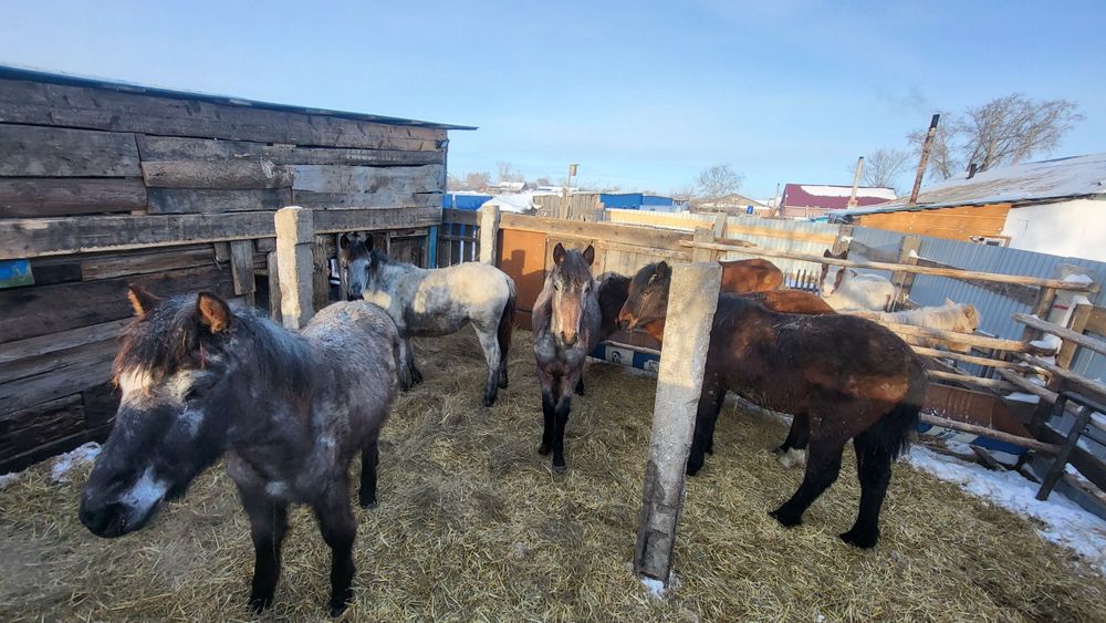 Продам лошадей на доращивание