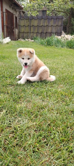 Femela Akita Inu