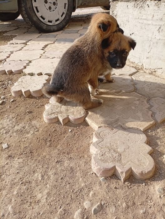 Отдам щенков в добрые руки