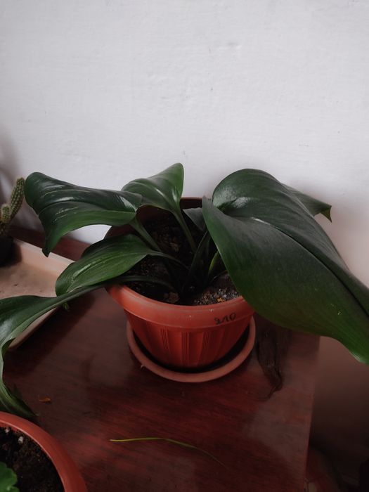 Продам срочно цветы