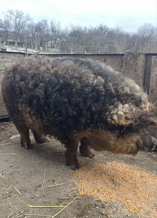 Vând două vaci gestante Și două purcele