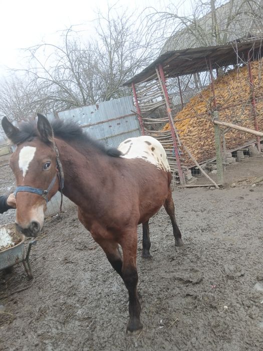 Manz devanzare harmasar 6 luni