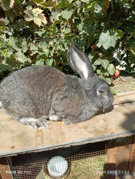 Кролики в продаже